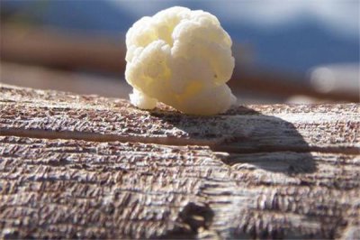 ​雪莲菌能放冰箱吗 雪莲菌怎么保存