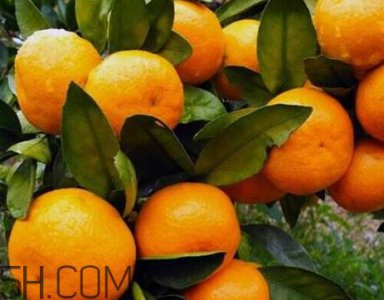 ​涌泉蜜桔什么时候上市 涌泉蜜桔什么时候成熟