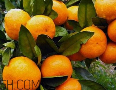 涌泉蜜桔什么时候上市 涌泉蜜桔什么时候成熟