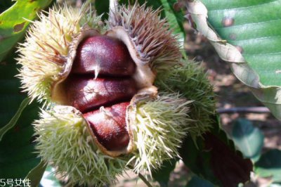 ​板栗可以和胡萝卜一起吃吗 这个可以搭配