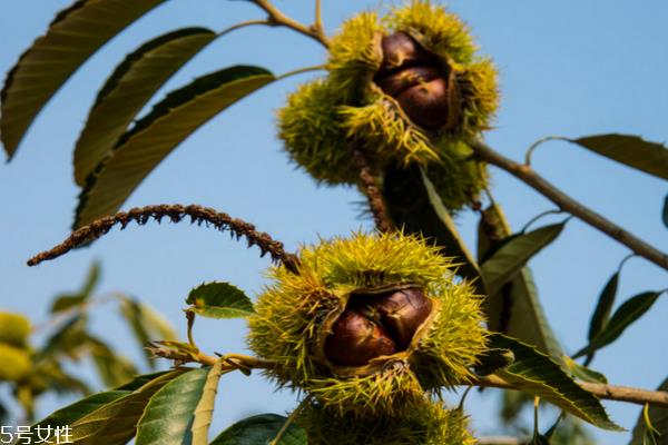 板栗可以和胡萝卜一起吃吗 这个可以搭配