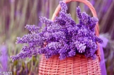 ​薰衣草有什么功效呢 薰衣草的寓意是什么呢