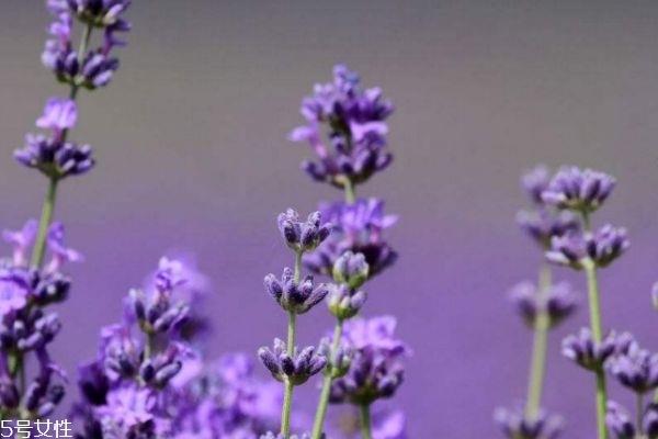 薰衣草有什么功效呢 薰衣草的寓意是什么呢