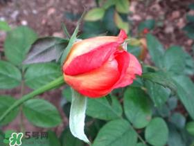 月季从有花苞到开花需要多久？月季花苞到开花要多久？