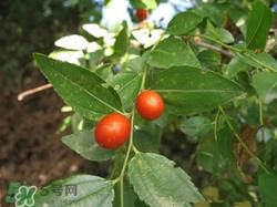 酸枣叶可以泡水喝吗?酸枣叶泡水喝的功效