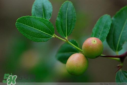 酸枣叶可以泡水喝吗?酸枣叶泡水喝的功效