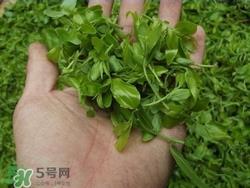 酸枣叶可以泡水喝吗?酸枣叶泡水喝的功效