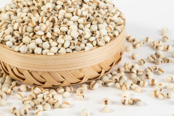 薏米可以经常吃吗 薏米能天天吃吗