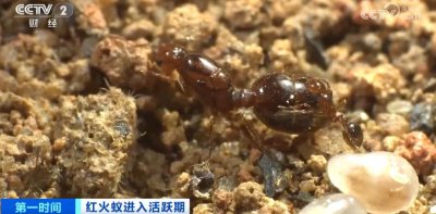 ​小心！被叮后或致死亡！“地表最强入侵害虫”，又来了！这一省份，是重灾区.