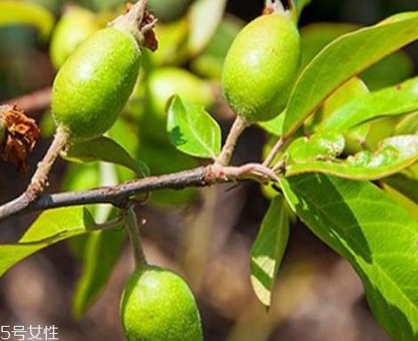 多依果的功效和营养