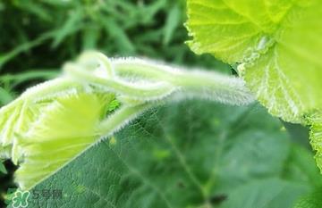 南瓜叶怎么处理？南瓜叶怎么炒？