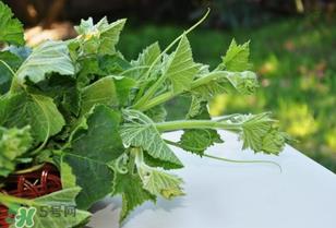 南瓜叶怎么处理？南瓜叶怎么炒？