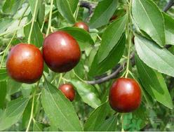 螃蟹和鲜枣能一起吃吗？螃蟹和大枣能一起吃吗？