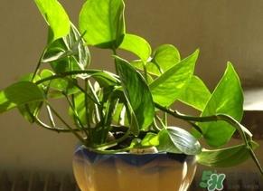 绿萝叶子发黄怎么办？绿箩多久浇一次水？