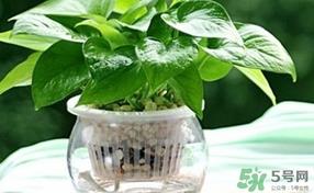 绿萝叶子发黄怎么办？绿箩多久浇一次水？