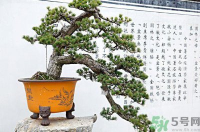 ​五针松松球能泡酒吗？五针松松球泡酒有什么功效？