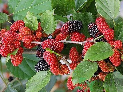 黑桑葚和白桑葚哪个好?黑桑葚和白桑葚的区别