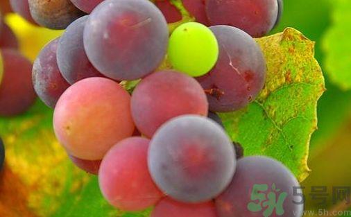 葡萄可以和蜂蜜一起吃吗?葡萄能和蜂蜜同吃吗?