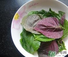 紫苏叶可以泡脚吗?苏子叶泡酒有什么功效