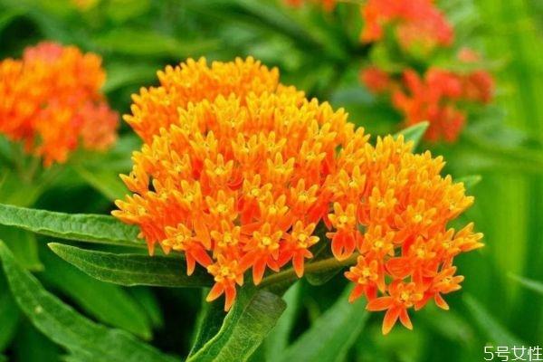 马利筋是一种什么植物呢 马利筋有什么作用呢