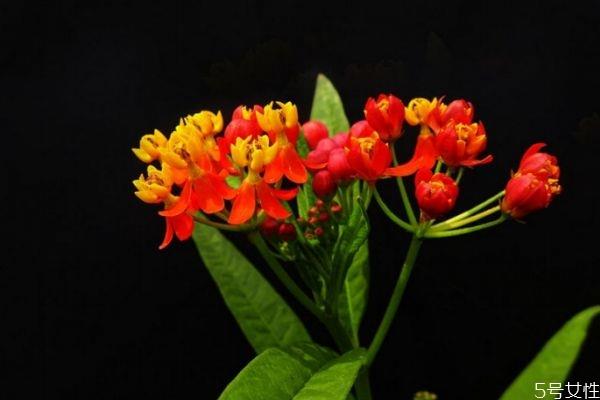 马利筋是一种什么植物呢 马利筋有什么作用呢