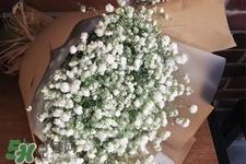 满天星在花瓶里怎么养？满天星买回来要养水吗？