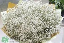 满天星在花瓶里怎么养？满天星买回来要养水吗？