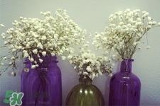 满天星在花瓶里怎么养？满天星买回来要养水吗？