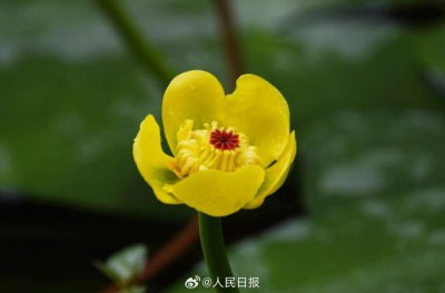 ​明亮雅致！西湖黄金莲绽放