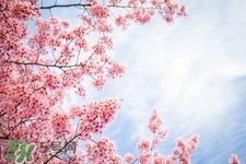 樱花一般什么时候开？樱花一般几月份开？