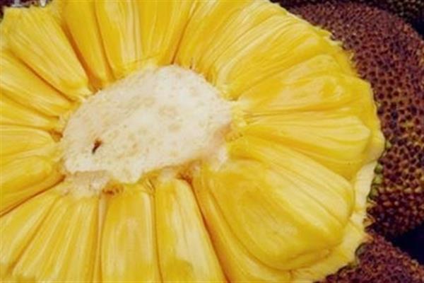 菠萝蜜可以和牛奶一起吃吗 菠萝蜜的吃法