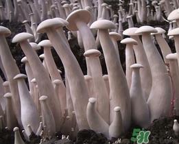 金福菇的营养价值 金福菇的功效作用