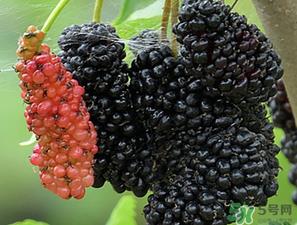 桑葚一天吃多少最好？桑葚一天吃多少合适？