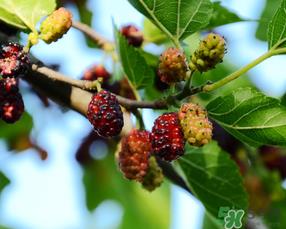 桑葚一天吃多少最好？桑葚一天吃多少合适？