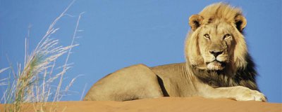 ​森林之王是什么动物