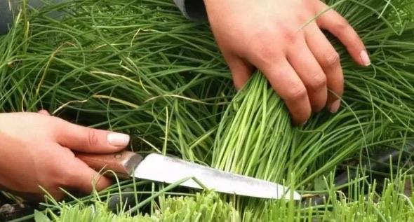 生活割韭菜是什么意思（应该如何避免被割韭菜）  1