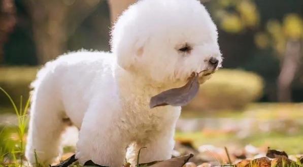 生活家庭养什么狗最干净（家庭养什么狗最好排行榜）  3