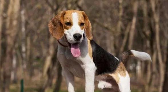 生活家庭养什么狗最干净（家庭养什么狗最好排行榜）  2