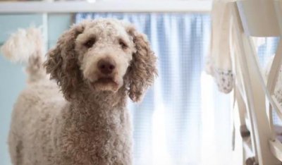 ​家庭养什么狗最干净（家庭养什么狗最好排行榜）