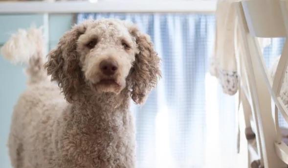 生活家庭养什么狗最干净（家庭养什么狗最好排行榜）  1