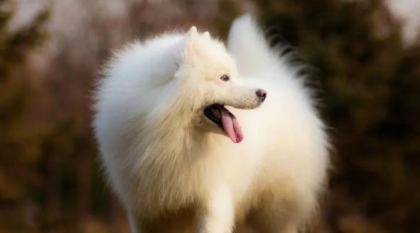 生活家庭养什么狗最干净（家庭养什么狗最好排行榜）  4