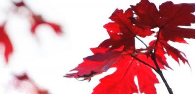 ​一朝被蛇咬十年怕井绳是褒义还是贬义