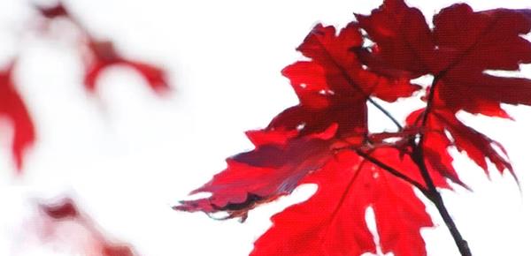 一朝被蛇咬十年怕井绳是褒义还是贬义