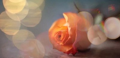 ​狮子座调停者人格特点