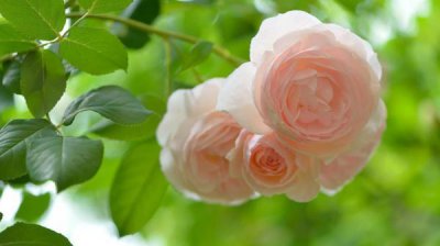 ​恋爱中为什么会患得患失 恋爱中女生不能犯哪些禁忌