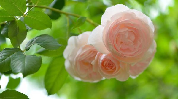 恋爱中为什么会患得患失 恋爱中女生不能犯哪些禁忌