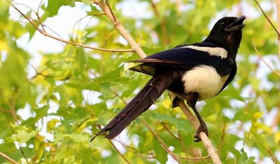 ​家里飞来一只喜鹊好不好解析  喜鹊敲窗户有什么预兆