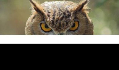 ​猫头鹰叫预示着什么 猫头鹰叫后多久会死人