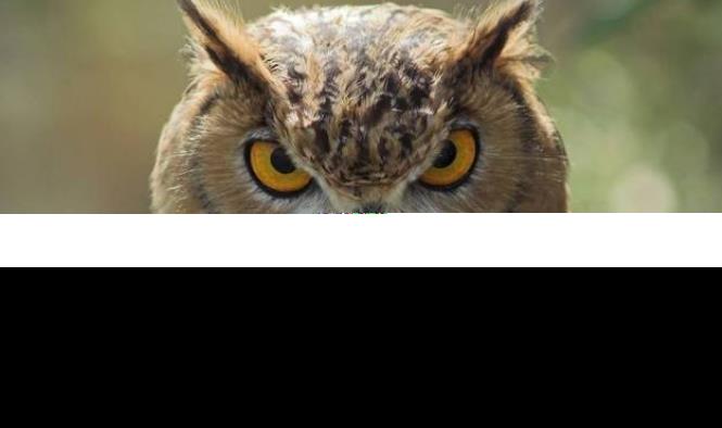 猫头鹰.PNG