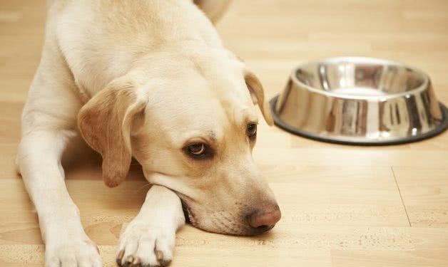 如何预防以及治疗狗狗呕吐最有用的方法